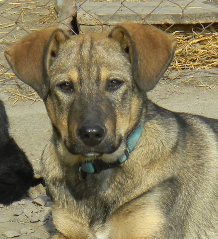 Blue collar puppy 2 cropped